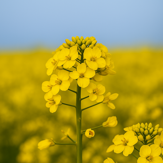 Paveikslas ant drobės - Pavasaris